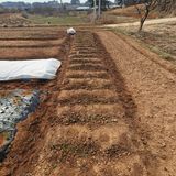 팜모닝 마늘·영농일지 게시글 이미지