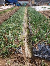 팜모닝 기타작물·영농일지 게시글 이미지