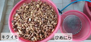 남궁봉님의 감자 · 영농일지 작성글 사진