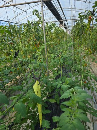 김호진님의 토마토 · 영농일지 작성글 사진