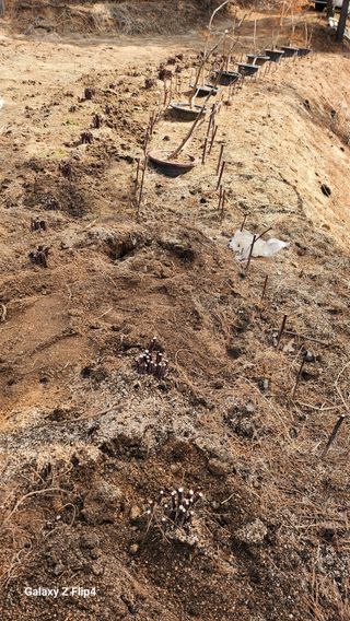 김동식님의 기타작물 · 영농일지 작성글 사진