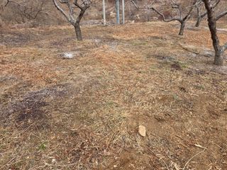 콩7431(팔공산)님의 복숭아 · 영농일지 작성글 사진