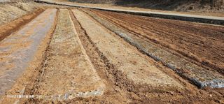 장용선 사진작가농부님의 마늘 · 영농일지 작성글 사진