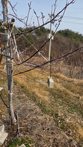 햇살농원 고현숙님의 사과 · 영농일지 작성글 사진