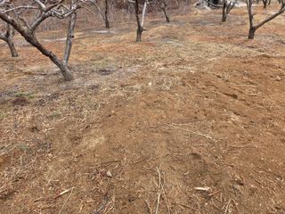 콩7431(팔공산)님의 복숭아 · 영농일지 작성글 사진