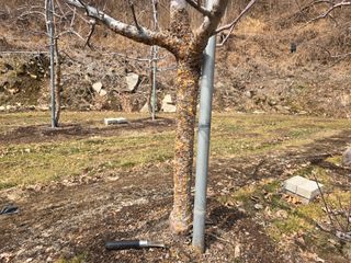 이흥식(청아농원)님의 사과 · 영농일지 작성글 사진