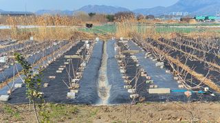 늘푸른 농장주님의 기타작물 · 영농일지 작성글 사진