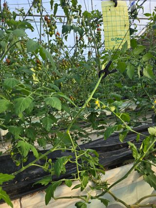 김호진님의 토마토 · 영농일지 작성글 사진