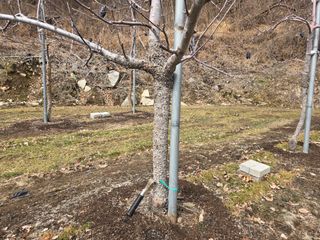 이흥식(청아농원)님의 사과 · 영농일지 작성글 사진