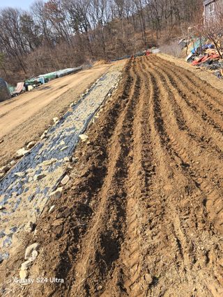 소병찬님의 감자 · 영농일지 작성글 사진