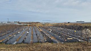 늘푸른 농장주님의 기타작물 · 영농일지 작성글 사진
