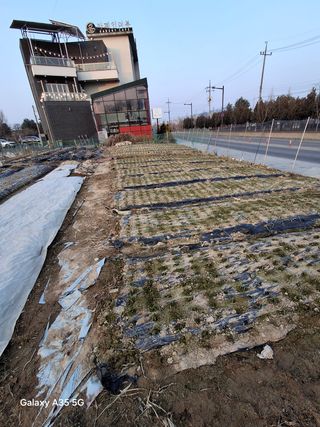 행복한누룩님의 마늘 · 영농일지 작성글 사진