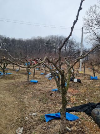 최기동님의 기타작물 · 영농일지 작성글 사진