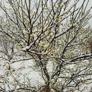 설장구님의 기타작물 · 영농일지 작성글 사진