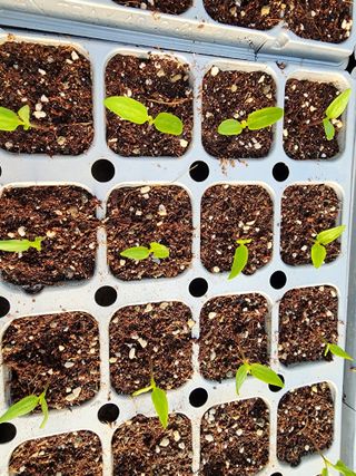 김정기 님의 고추 · 영농일지 작성글 사진