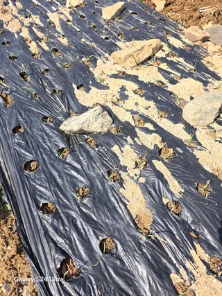 소병찬님의 감자 · 영농일지 작성글 사진