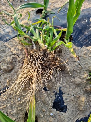 논산푸른팜님의 마늘 · 영농일지 작성글 사진