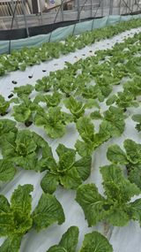 팜모닝 상추·영농일지 게시글 이미지