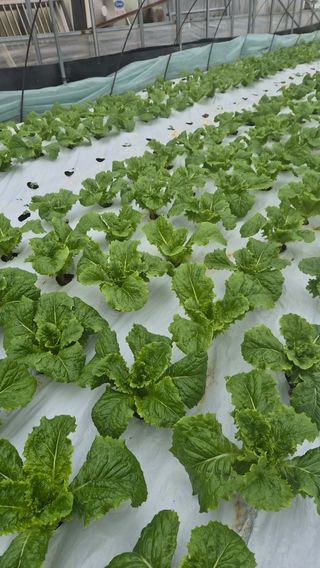 소리사랑 박주현님의 상추 · 영농일지 작성글 사진