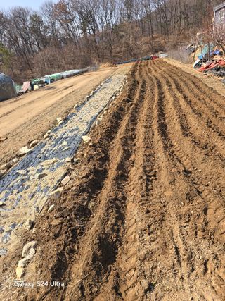 소병찬님의 감자 · 영농일지 작성글 사진