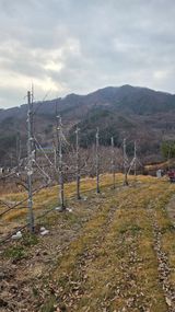 팜모닝 사과·영농일지 게시글 이미지