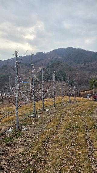 햇살농원 고현숙님의 사과 · 영농일지 작성글 사진