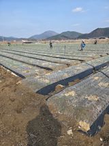 팜모닝 양파·영농일지 게시글 이미지