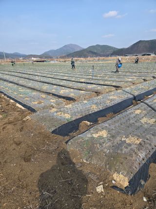 이낙훈님의 양파 · 영농일지 작성글 사진