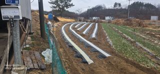 미우리님의 감자 · 영농일지 작성글 사진