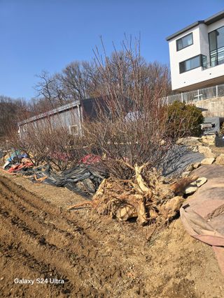 소병찬님의 감자 · 영농일지 작성글 사진