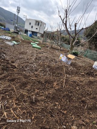 덕포킴님의 감자 · 영농일지 작성글 사진