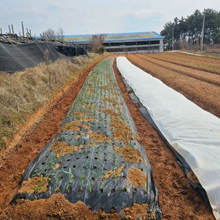 설장구님의 마늘 · 영농일지 작성글 사진