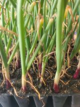 팜모닝 양파·영농일지 게시글 이미지