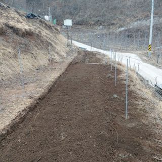 가로수님의 기타작물 · 영농일지 작성글 사진