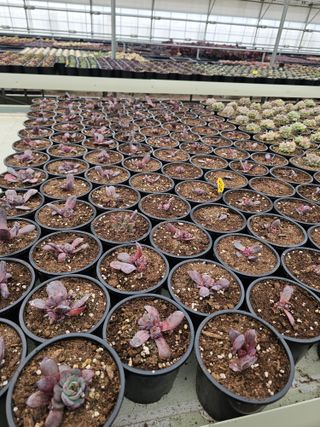 신상섭님의 기타작물 · 영농일지 작성글 사진