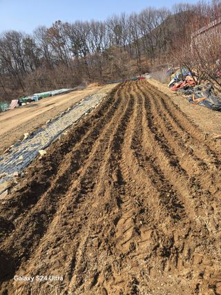 소병찬님의 감자 · 영농일지 작성글 사진