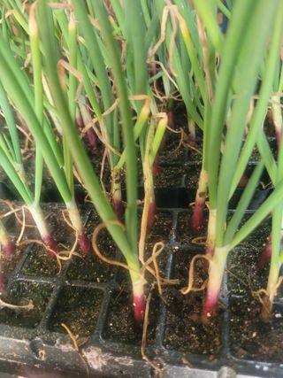 알렉산더님의 양파 · 영농일지 작성글 사진