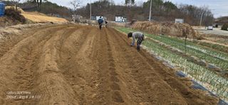 미우리님의 감자 · 영농일지 작성글 사진