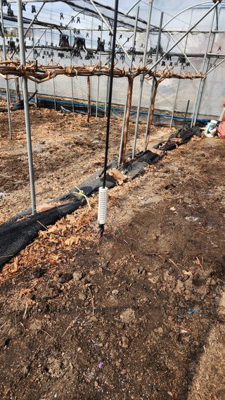 김동원님의 포도 · 영농일지 작성글 사진