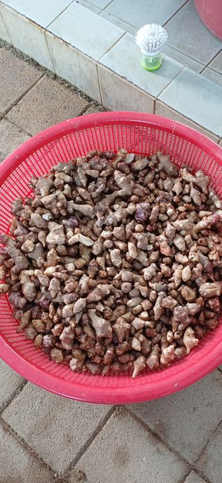 남궁봉님의 감자 · 영농일지 작성글 사진