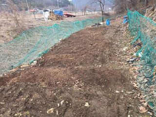 한상훈님의 마늘 · 영농일지 작성글 사진