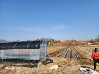 권지연.옥천.님의 옥수수 · 영농일지 작성글 사진