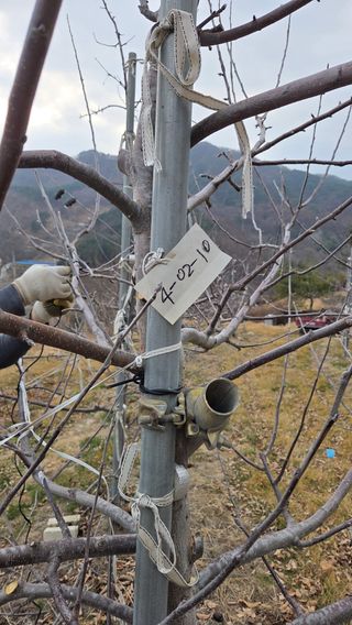 햇살농원 고현숙님의 사과 · 영농일지 작성글 사진