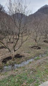 팜모닝 기타작물·영농일지 게시글 이미지