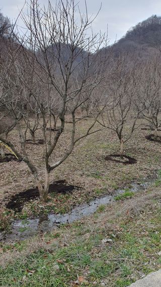 홍광희님의 기타작물 · 영농일지 작성글 사진