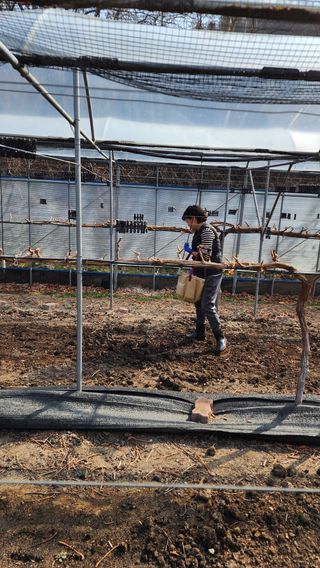 김동원님의 포도 · 영농일지 작성글 사진