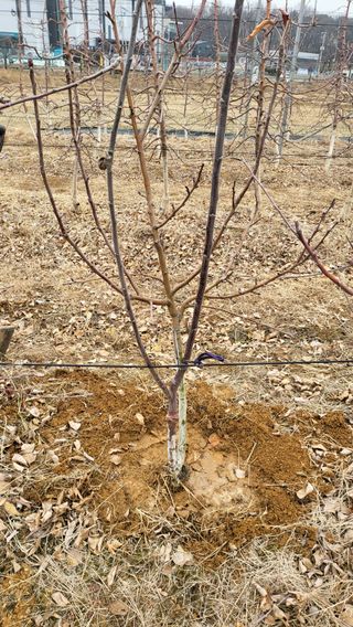주신님의 사과 · 영농일지 작성글 사진