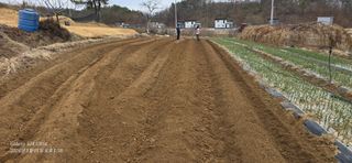 미우리님의 감자 · 영농일지 작성글 사진