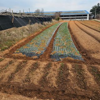 설장구님의 마늘 · 영농일지 작성글 사진