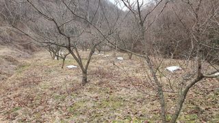 홍광희님의 기타작물 · 영농일지 작성글 사진